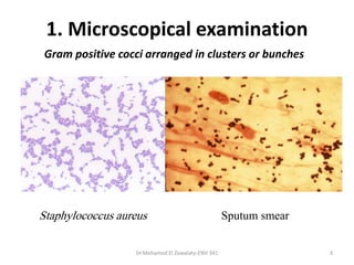 1. Microscopical examination
Staphylococcus aureus Sputum smear
Gram positive cocci arranged in clusters or bunches
Dr.Mohamed El Zowalaty-ENV 341 3
 