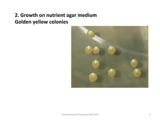 2. Growth on nutrient agar medium
Golden yellow colonies
Dr.Mohamed El Zowalaty-ENV 341 4
 