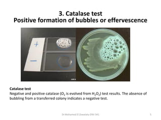 Dr.Mohamed El Zowalaty-ENV 341 5
Catalase test
Negative and positive catalase (O2 is evolved from H2O2) test results. The absence of
bubbling from a transferred colony indicates a negative test.
3. Catalase test
Positive formation of bubbles or effervescence
 