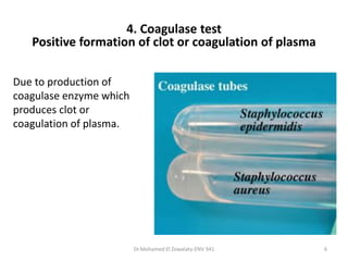 Dr.Mohamed El Zowalaty-ENV 341 6
Due to production of
coagulase enzyme which
produces clot or
coagulation of plasma.
4. Coagulase test
Positive formation of clot or coagulation of plasma
 