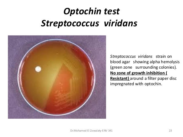 What are viridans streptococci?