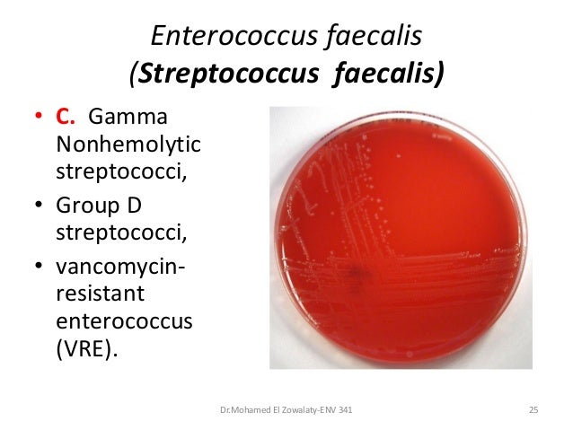 writing lab report on enterococcus faecalis writing lab report on enterococcus faecalis