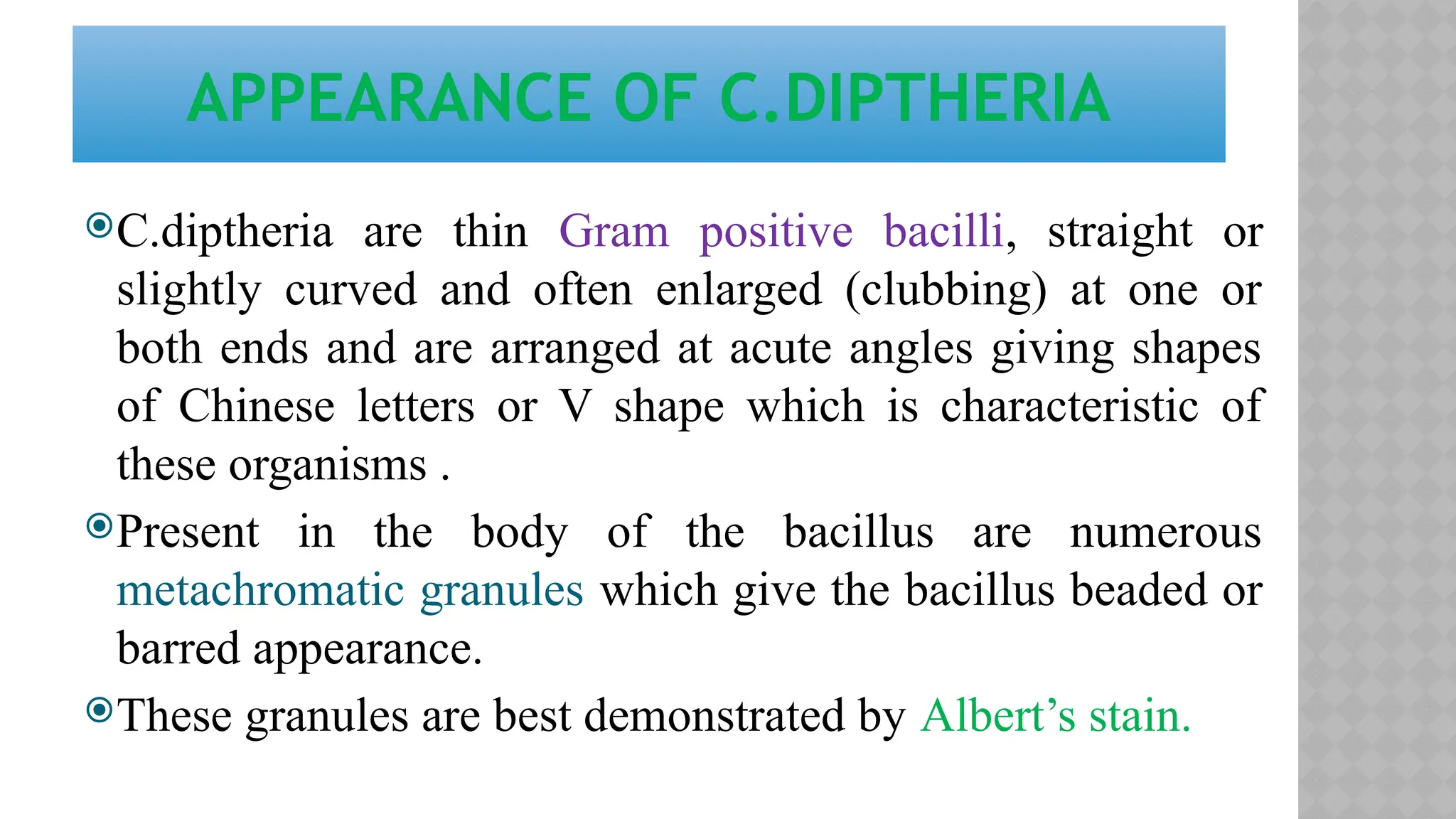 C.diptheria are thin Gram positive bacilli, straight or
slightly curved and often enlarged (clubbing) at one or
both ends and are arranged at acute angles giving shapes
of Chinese letters or V shape which is characteristic of
these organisms .
Present in the body of the bacillus are numerous
metachromatic granules which give the bacillus beaded or
barred appearance.
These granules are best demonstrated by Albert’s stain.
APPEARANCE OF C.DIPTHERIA
 