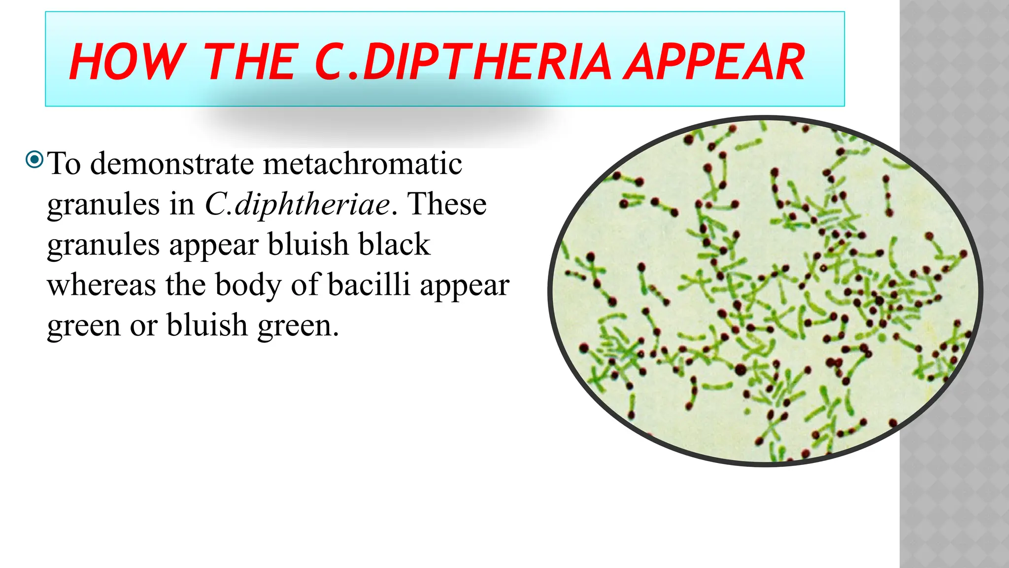 HOW THE C.DIPTHERIA APPEAR
To demonstrate metachromatic
granules in C.diphtheriae. These
granules appear bluish black
whereas the body of bacilli appear
green or bluish green.
 