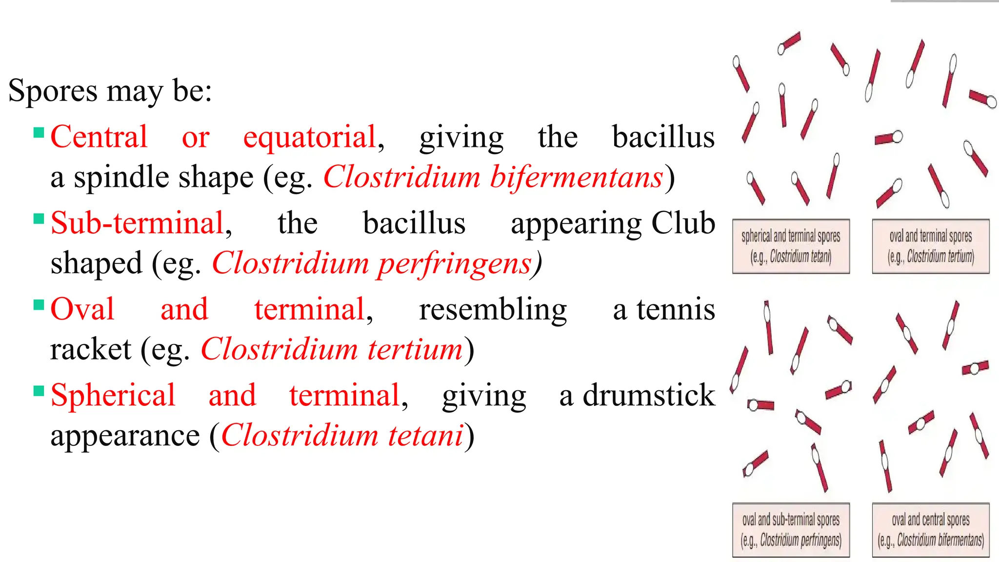 3
Spores may be:
Central or equatorial, giving the bacillus
a spindle shape (eg. Clostridium bifermentans)
Sub-terminal, the bacillus appearing Club
shaped (eg. Clostridium perfringens)
Oval and terminal, resembling a tennis
racket (eg. Clostridium tertium)
Spherical and terminal, giving a drumstick
appearance (Clostridium tetani)
 