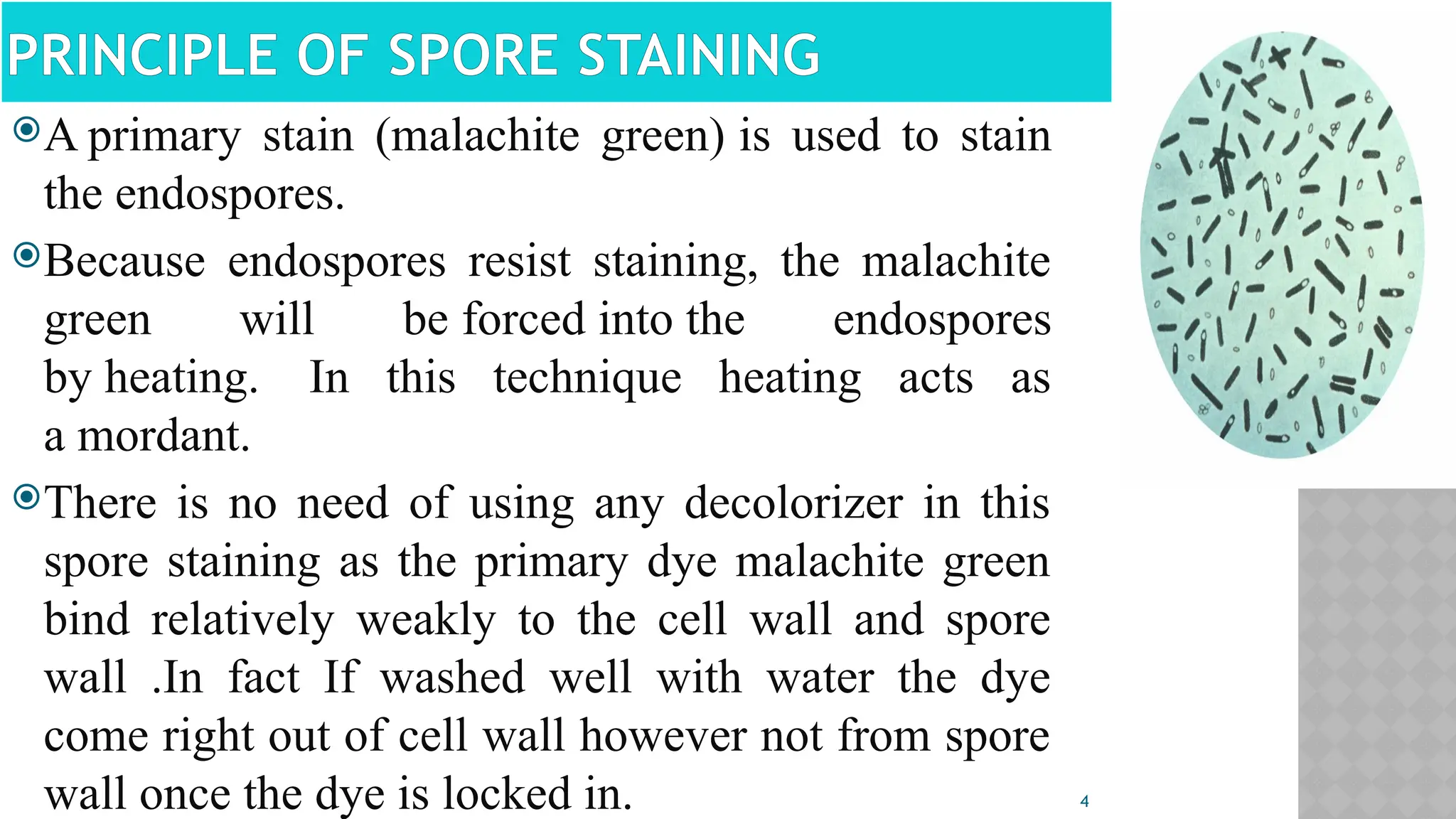 4
PRINCIPLE OF SPORE STAINING
A primary stain (malachite green) is used to stain
the endospores.
Because endospores resist staining, the malachite
green will be forced into the endospores
by heating. In this technique heating acts as
a mordant.
There is no need of using any decolorizer in this
spore staining as the primary dye malachite green
bind relatively weakly to the cell wall and spore
wall .In fact If washed well with water the dye
come right out of cell wall however not from spore
wall once the dye is locked in.
 