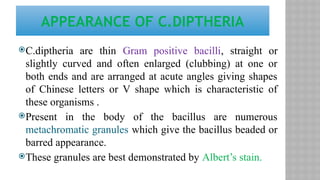 C.diptheria are thin Gram positive bacilli, straight or
slightly curved and often enlarged (clubbing) at one or
both ends and are arranged at acute angles giving shapes
of Chinese letters or V shape which is characteristic of
these organisms .
Present in the body of the bacillus are numerous
metachromatic granules which give the bacillus beaded or
barred appearance.
These granules are best demonstrated by Albert’s stain.
APPEARANCE OF C.DIPTHERIA
 