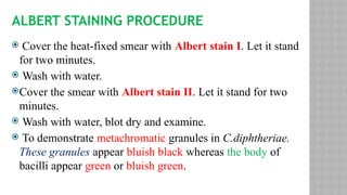 ALBERT STAINING PROCEDURE
 Cover the heat-fixed smear with Albert stain I. Let it stand
for two minutes.
 Wash with water.
Cover the smear with Albert stain II. Let it stand for two
minutes.
 Wash with water, blot dry and examine.
 To demonstrate metachromatic granules in C.diphtheriae.
These granules appear bluish black whereas the body of
bacilli appear green or bluish green.
 
