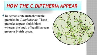 HOW THE C.DIPTHERIA APPEAR
To demonstrate metachromatic
granules in C.diphtheriae. These
granules appear bluish black
whereas the body of bacilli appear
green or bluish green.
 