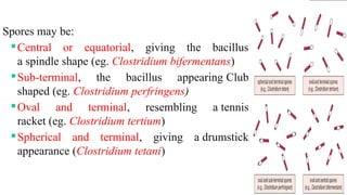 3
Spores may be:
Central or equatorial, giving the bacillus
a spindle shape (eg. Clostridium bifermentans)
Sub-terminal, the bacillus appearing Club
shaped (eg. Clostridium perfringens)
Oval and terminal, resembling a tennis
racket (eg. Clostridium tertium)
Spherical and terminal, giving a drumstick
appearance (Clostridium tetani)
 
