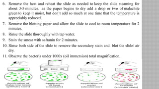 7
6. Remove the heat and reheat the slide as needed to keep the slide steaming for
about 3-5 minutes. as the paper begins to dry add a drop or two of malachite
green to keep it moist, but don’t add so much at one time that the temperature is
appreciably reduced.
7. Remove the blotting paper and allow the slide to cool to room temperature for 2
minutes.
8. Rinse the slide thoroughly with tap water.
9. Stain the smear with safranin for 2 minutes.
10. Rinse both side of the slide to remove the secondary stain and blot the slide/ air
dry.
11. Observe the bacteria under 1000x (oil immersion) total magnification.
 