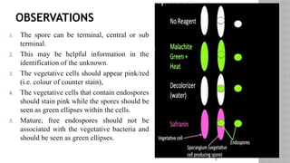 9
OBSERVATIONS
1. The spore can be terminal, central or sub
terminal.
2. This may be helpful information in the
identification of the unknown.
3. The vegetative cells should appear pink/red
(i.e. colour of counter stain),
4. The vegetative cells that contain endospores
should stain pink while the spores should be
seen as green ellipses within the cells.
5. Mature, free endospores should not be
associated with the vegetative bacteria and
should be seen as green ellipses.
 