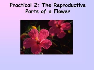 Practical 2: The Reproductive
Parts of a Flower
 