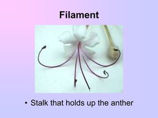 Practical no.2 REPRODUCTIVE PARTS OF AFLOWER.ppt