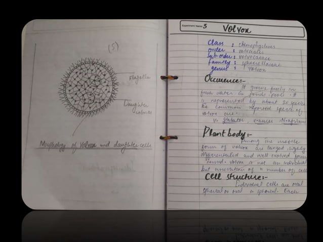 Practical notebook botany paper A | PPT | Free Download