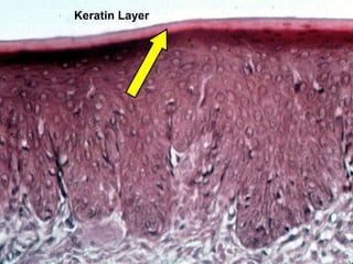 Kerate Interface Practical oral histology ii | PPT