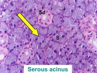Practical oral histology ii | PPT