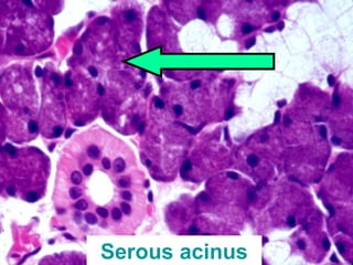 Practical oral histology ii | PPT