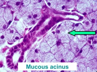 Practical oral histology ii | PPT
