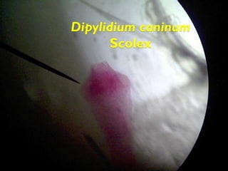 Dipylidium caninum
Scolex
 
