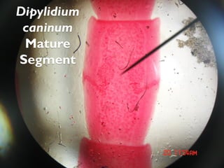 Dipylidium
caninum
Mature
Segment
 