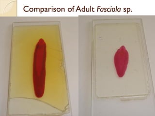 Comparison of Adult Fasciola sp.
 
