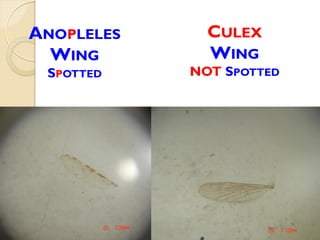 ANOPLELES
WING
SPOTTED
CULEX
WING
NOT SPOTTED
 