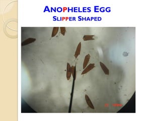 ANOPHELES EGG
SLIPPER SHAPED
 