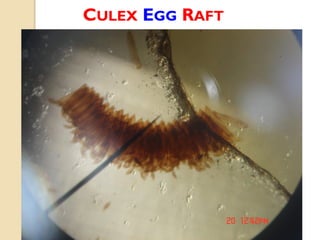 CULEX EGG RAFT
 