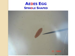 AEDES EGG
SPINDLE SHAPED
 