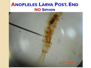ANOPLELES LARVA POST. END
NO SIPHON
 