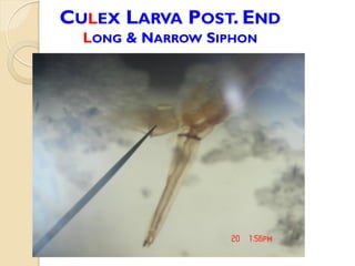 CULEX LARVA POST. END
LONG & NARROW SIPHON
 