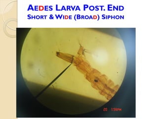 AEDES LARVA POST. END
SHORT & WIDE (BROAD) SIPHON
 