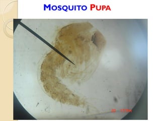 MOSQUITO PUPA
 