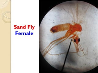 Sand Fly
Female
 