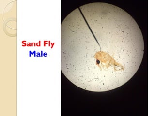 Sand Fly
Male
 