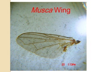 Musca Wing
 