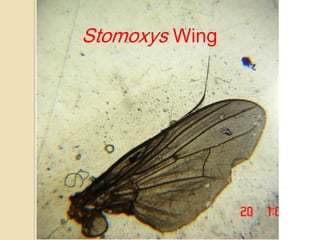 Stomoxys Wing
 