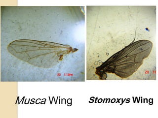 Musca Wing Stomoxys Wing
 