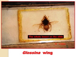 Glossina wing
The whole insect on the slide
 