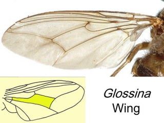 Glossina
Wing
 