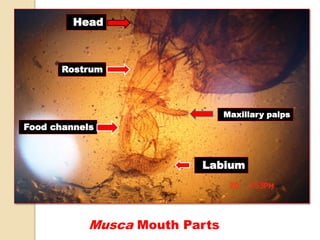 Musca Mouth Parts
Rostrum
Maxillary palps
Labium
Food channels
Head
 