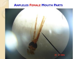 ANPLELES FEMALE MOUTH PARTS
 