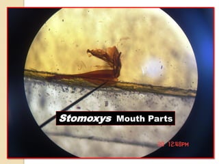 Stomoxys Mouth Parts
 