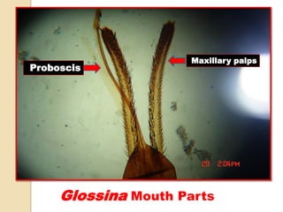 Glossina Mouth Parts
Maxillary palps
Proboscis
 