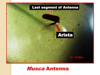 Musca Antenna
Arista
Last segment of Antenna
 