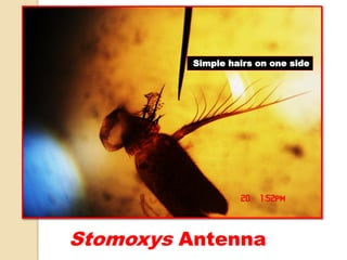 Stomoxys Antenna
Simple hairs on one side
 