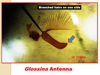 Glossina Antenna
Branched hairs on one side
 