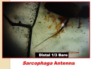 Sarcophaga Antenna
Distal 1/3 Bare
 