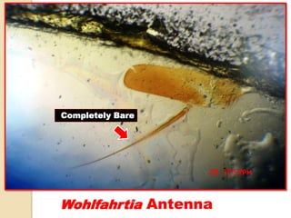 Wohlfahrtia Antenna
Completely Bare
 